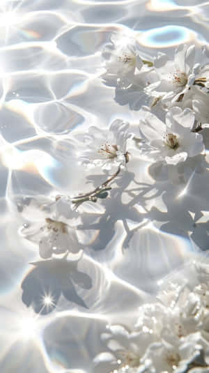 Tranquil_ Water_ Dance_with_ Cherry_ Blossoms.jpg Wallpaper
