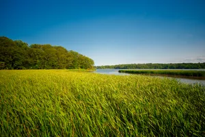 Tranquil Wetland Ecosystem Filled With Abundant Plant Life Wallpaper