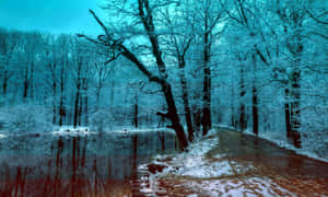 Tranquil Winter Forest Scene Wallpaper