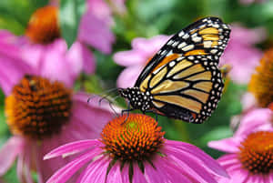 Transform Your Outdoor Space Into A Dazzling Butterfly Garden! Wallpaper