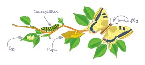 Transformation Of A Caterpillar Wallpaper