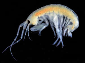 Translucent Amphipod Against Black Background.jpg Wallpaper