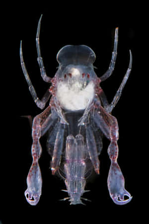 Transparent Amphipod Against Black Background.jpg Wallpaper