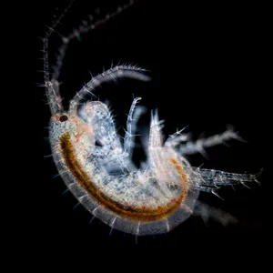Transparent Amphipod Against Black Background Wallpaper
