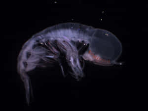 Transparent Amphipodin Dark Waters Wallpaper