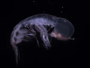 Transparent Amphipodin Dark Waters Wallpaper