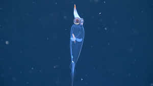 Transparent Glass Squid Deep Sea Wallpaper