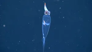 Transparent Glass Squid Deep Sea Wallpaper