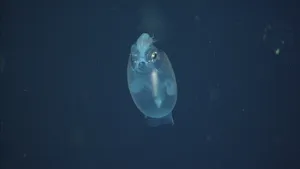 Transparent Glass Squid In Deep Sea Wallpaper
