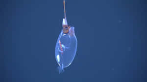 Transparent Glass Squid In Deep Sea Wallpaper