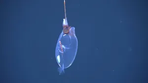 Transparent Glass Squid In Deep Sea Wallpaper