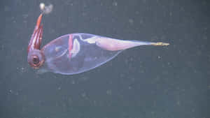 Transparent Glass Squid In Ocean Wallpaper