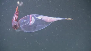 Transparent Glass Squid In Ocean Wallpaper
