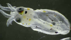 Transparent Glass Squid Microscopic View Wallpaper