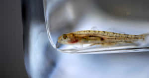 Transparent Gobyin Plastic Bag Wallpaper