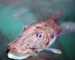 Transparent Icefish Swimming Wallpaper