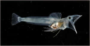 Transparent Icefish Swimmingin Dark Waters Wallpaper