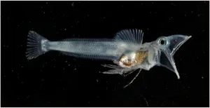 Transparent Icefish Swimmingin Dark Waters Wallpaper