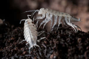 Transparent Isopods Closeup Wallpaper