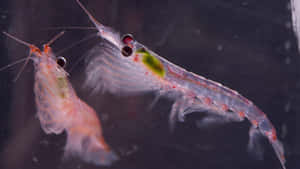 Transparent Krill Swimming Wallpaper