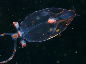 Transparent Squid Underwater Wallpaper