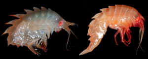 Transparentvs Red Amphipod Specimens Wallpaper