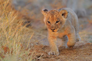 Treading Lion Cub Wallpaper