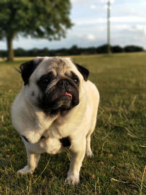 Tree And A Cute Pug Dog Wallpaper