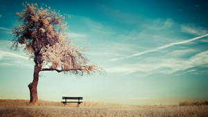 Tree Bench On Meadow Wallpaper