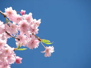 Tree Blossoming Flower Desktop Wallpaper