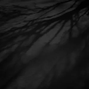 Tree Branch Shadows Dark Ipad Wallpaper