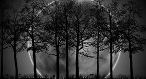 Tree Branches In Dark Forest And Moon Light Wallpaper