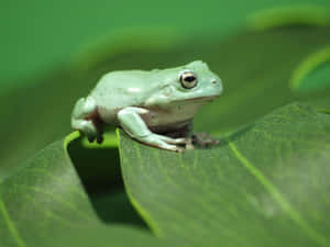 Tree Frog Restingon Leaf Wallpaper