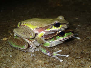 Tree Frogs Mating Wallpaper