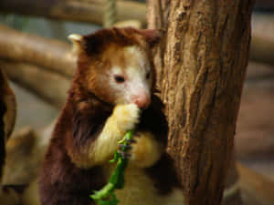 Tree Kangaroo Eating Greenery Wallpaper