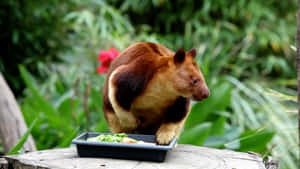 Tree Kangaroo Feeding Time Wallpaper