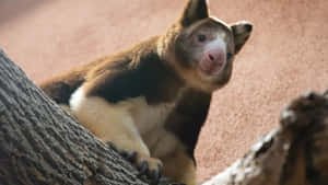 Tree Kangaroo Glance From Above Wallpaper