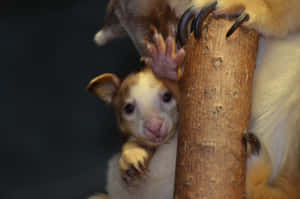 Tree Kangaroo Joey Clingingto Tree Wallpaper