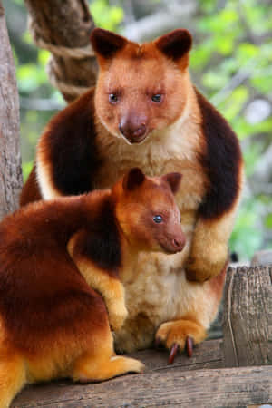 Tree Kangaroo Motherand Joey Wallpaper