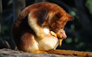 Tree Kangaroo Motherand Joey Wallpaper