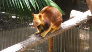 Tree Kangaroo On Branch.jpg Wallpaper