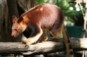 Tree Kangaroo On Branch Wallpaper