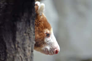 Tree Kangaroo Peeking Around Tree Wallpaper