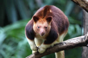 Tree Kangaroo Perchedon Branch Wallpaper