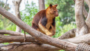 Tree Kangaroo Perchedon Branches Wallpaper