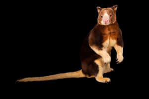 Tree Kangaroo Portrait Black Background Wallpaper