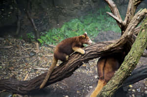 Tree Kangaroo Restingon Branch Wallpaper