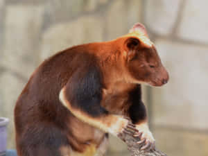 Tree Kangaroo Restingon Branch Wallpaper