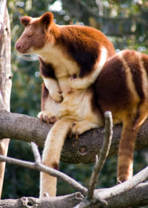 Tree Kangaroo Restingon Branch Wallpaper