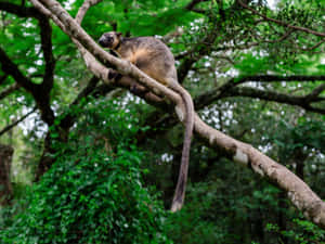 Tree Kangaroo Restingon Branch Wallpaper